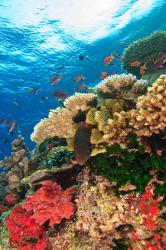 Fairy Basslet fish Swimming, Viti Levu, Fiji | Obraz na stenu