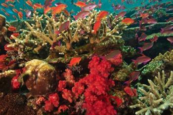 Fairy Basslet fish Swimming near Coral, Fiji | Obraz na stenu