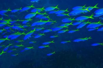 Blue-Gold Fusilier fish, Viti Levu, Fiji | Obraz na stenu
