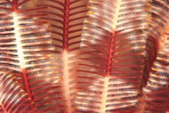 Crinoid, Marine life, Viti Levu, Fiji | Obraz na stenu