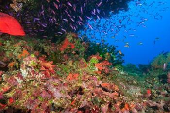 Coral Cod and Anthias fish, Viti Levu, Fiji | Obraz na stenu