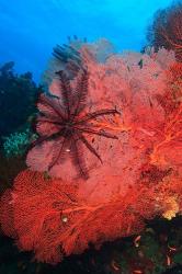 Pristine Gorgonian Sea Fans marine life, Fiji | Obraz na stenu