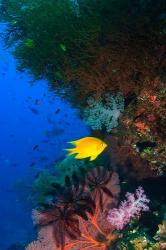 Yellow Damsel, Gorgonian sea fan, Fish, Fiji | Obraz na stenu