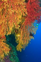 Gorgonian Sea Fan, Marine life, Viti Levu Fiji | Obraz na stenu