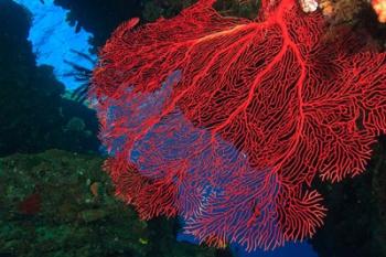 Gorgonian Sea Fan, Viti Levu Fiji | Obraz na stenu