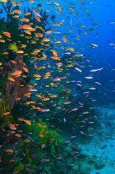 Scuba Diver, Fairy Basslet fish Viti Levu Fiji | Obraz na stenu