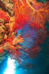 Gorgonian Sea Fan, Marine life, Fiji | Obraz na stenu