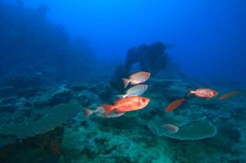 Bigeye Fish near Beqa Island, Viti Levu, Fiji | Obraz na stenu