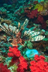Lionfish, Rainbow Reef, Taveuni Island, Fiji | Obraz na stenu