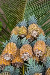 Kingdom Of Tonga, Vava'u Islands, Pineapples | Obraz na stenu