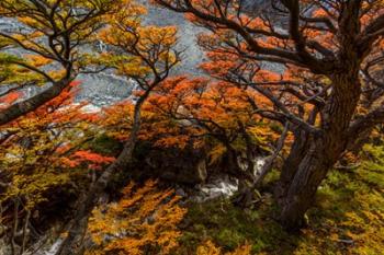 Argentina, Los Glaciares National Park Lenga Beech Trees In Fall | Obraz na stenu