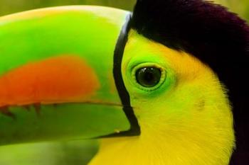 Keel-Billed Toucan, Belize City, Belize | Obraz na stenu