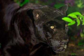 Black Jaguar, Belize City, Belize | Obraz na stenu