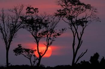 Amazonia Sunset | Obraz na stenu