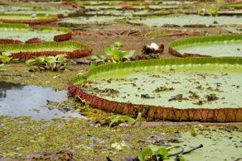 Brazil, Amazon, Valeria River, Boca da Valeria Giant Amazon lily pads | Obraz na stenu