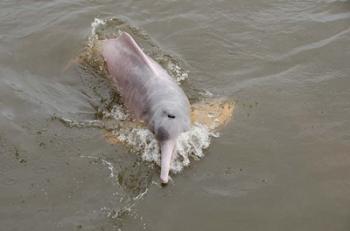 Brazil, Amazonas, Rio Tapajos Freshwater pink Amazon dolphin | Obraz na stenu