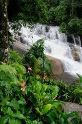 Rainforest waterfall, Serra da Bocaina NP, Parati, Brazil (vertical) | Obraz na stenu