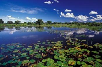 Waterways in Pantanal, Brazil | Obraz na stenu