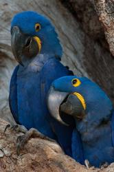 Brazil, Pantanal Wetlands, Hyacinth Macaw Mated Pair On Their Nest In A Tree | Obraz na stenu