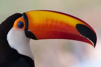 Brazil, The Pantanal Wetland, Toco Toucan In Early Morning Light | Obraz na stenu