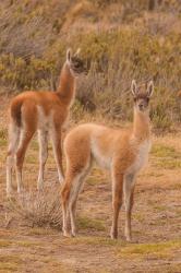 Chile, Patagonia, Tierra Del Fuego Young Guanacos | Obraz na stenu