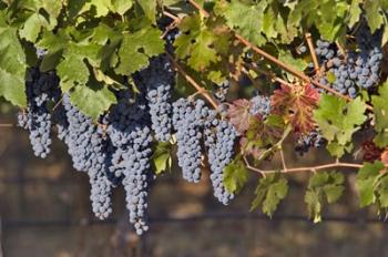 Close Up Of Cabernet Sauvignon Grapes In The Haras De Pirque Vineyard, Chile, South America | Obraz na stenu