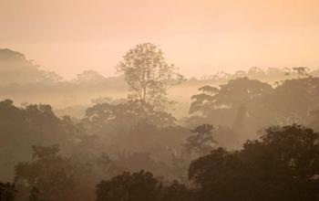 Mist over Canopy, Amazon, Ecuador | Obraz na stenu