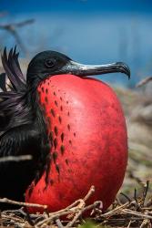 Magnificent Frigatebird Male With Pouch Inflated, Galapagos Islands, Ecuador | Obraz na stenu