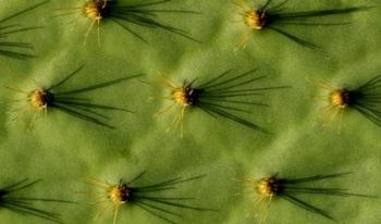 Ecuador, Galapagos Islands Opuntia Cactus Quill Details And Shadows | Obraz na stenu
