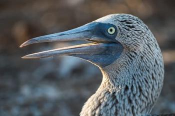 Galapagos Islands, North Seymour Island Blue-Footed Booby Portrait | Obraz na stenu