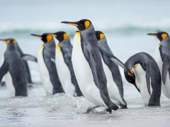 King Penguin On Falkland Islands 2 | Obraz na stenu