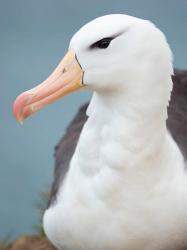Black-Browed Albatross, Falkland Islands | Obraz na stenu
