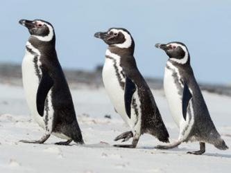 Magellanic Penguin, Falkland Islands | Obraz na stenu