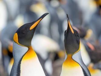 King Penguin, Falkland Islands 3 | Obraz na stenu