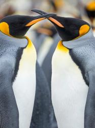 King Penguin, Falkland Islands 4 | Obraz na stenu
