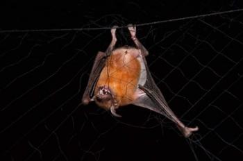 Fishing Bat, Iwokrama Forest Reserve, Guyana | Obraz na stenu