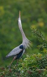Great Blue Heron Displaying the Sky Point Courtship Ritual | Obraz na stenu