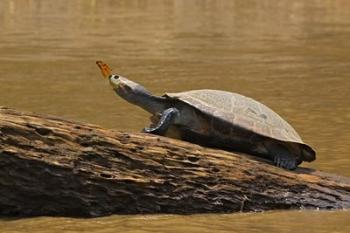 Turtle Atop Rock with Butterfly on its Nose, Madre de Dios, Amazon River Basin, Peru | Obraz na stenu