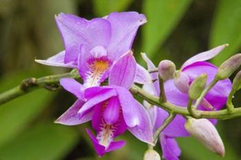 Wild Orchid, Cloud Forest, Upper Madre De Dios River, Peru | Obraz na stenu