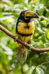 Costa Rica, La Selva Biological Research Station, Collared Aricari On Limb | Obraz na stenu