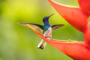 Costa Rica, Sarapiqui River Valley, Male White-Necked Jacobin On Heliconia | Obraz na stenu