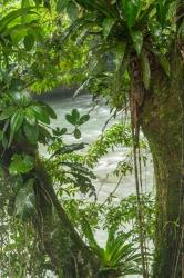Costa Rica, Sarapiqui River Valley, Rio Puerto Viejo River In Rainforest | Obraz na stenu
