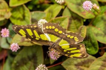 Costa Rica, La Paz River Valley Captive Butterfly In La Paz Waterfall Garden | Obraz na stenu