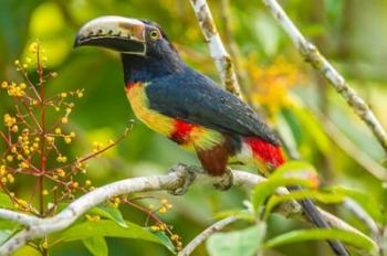 Costa Rica, La Selva Biological Station Collared Aricari On Limb | Obraz na stenu