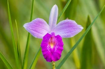 Costa Rica, Sarapique River Valley Earth Orchid Blossom Close-Up | Obraz na stenu