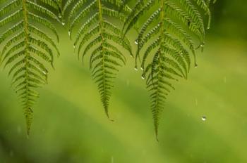 Costa Rica, Sarapique River Valley Fern In Rain | Obraz na stenu