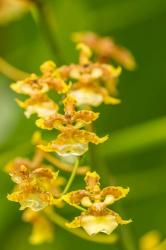 Costa Rica, Sarapique River Valley Orchid Blossoms | Obraz na stenu