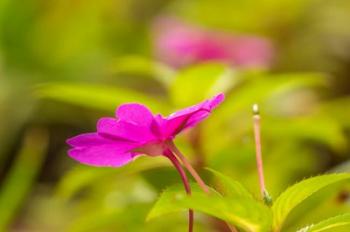 Costa Rica, Monteverde Cloud Forest Reserve Pink Flower Close-Up | Obraz na stenu