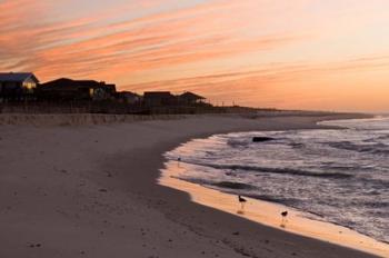 Alabama, Gulf Shores, Beach, shore birds | Obraz na stenu