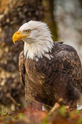 Alaska, Chilkat Bald Eagle Preserve Bald Eagle On Ground | Obraz na stenu